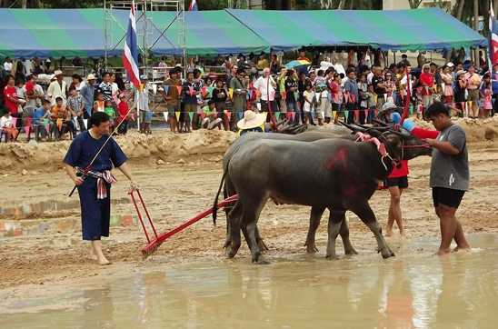 Buffalo races prove popular once again in Pattaya