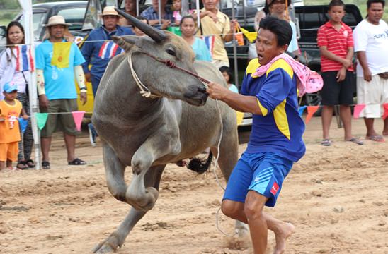 Nongprue Buffalo racing 2014