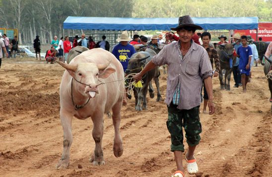 Nongprue Buffalo racing 2014