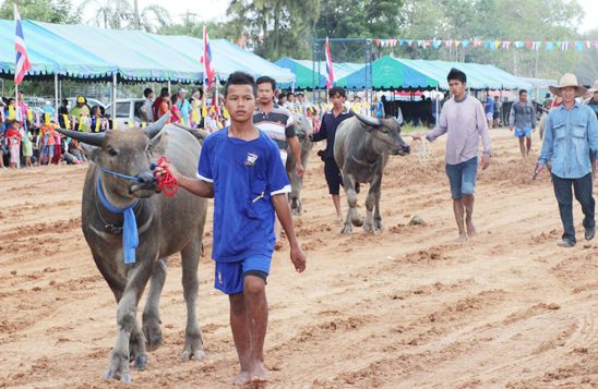 Nongprue Buffalo racing 2014