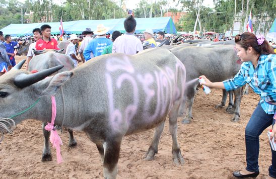 Nongprue Buffalo racing 2014