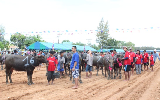 Nongprue Buffalo racing 2014