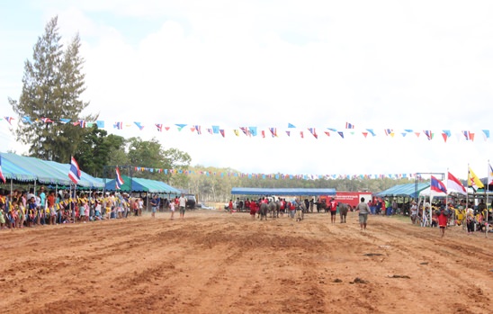 Nongprue Buffalo racing 2014