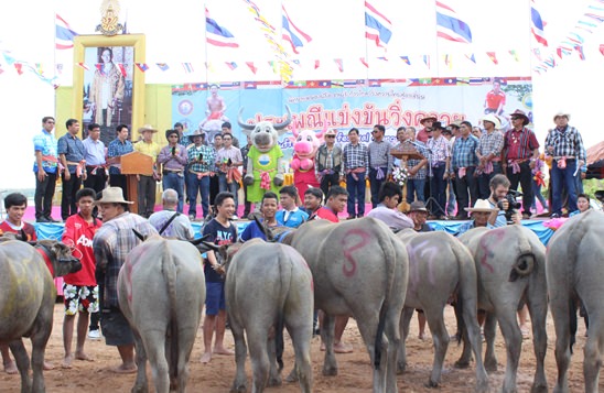 Nongprue Buffalo racing 2014