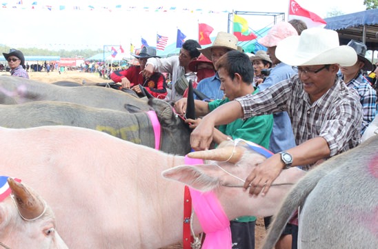 Nongprue Buffalo racing 2014