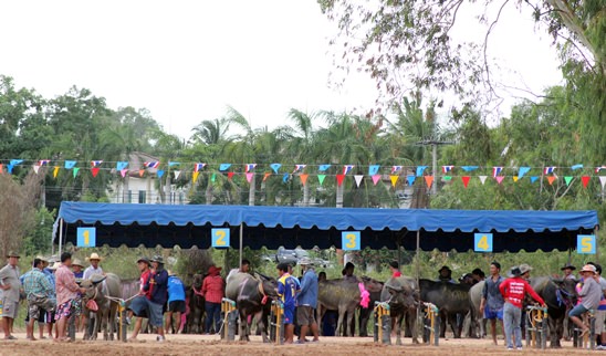 Nongprue Buffalo racing 2014