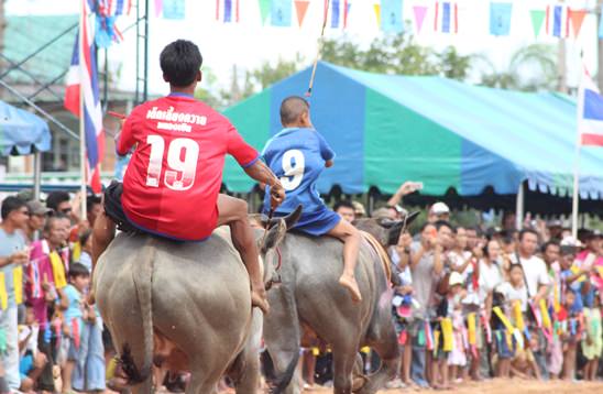 Nongprue Buffalo racing 2014