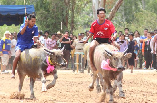 Nongprue Buffalo racing 2014