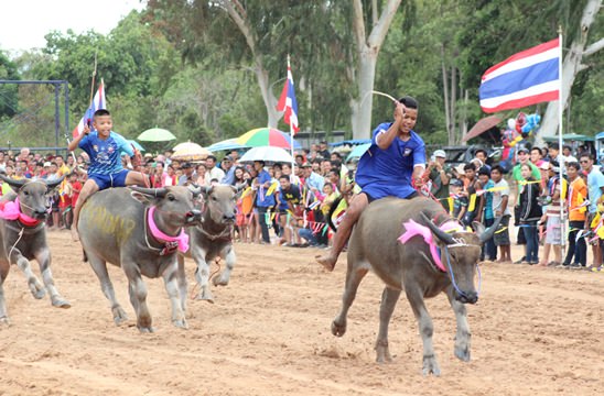 Nongprue Buffalo racing 2014