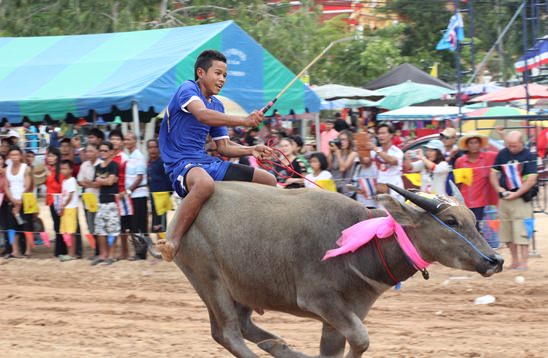 Nongprue Buffalo racing 2014