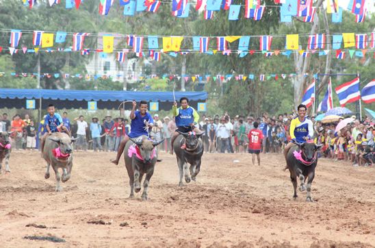 Nongprue Buffalo racing 2014