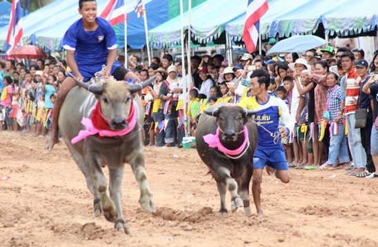 Nongprue Buffalo racing 2014