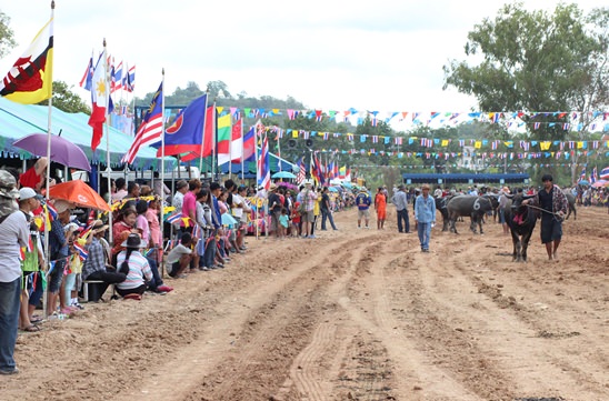 Nongprue Buffalo racing 2014