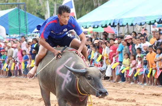 Nongprue Buffalo racing 2014