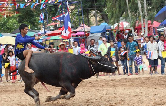 Nongprue Buffalo racing 2014