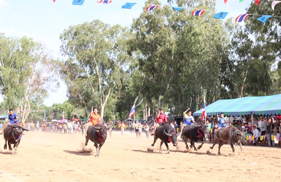 Nongprue Buffalo racing 2014