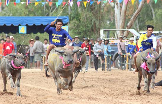 Nongprue Buffalo racing 2014