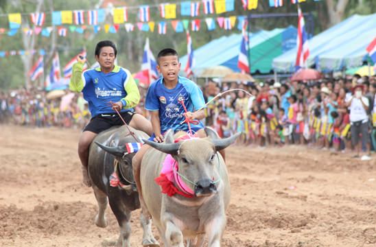 Nongprue Buffalo racing 2014