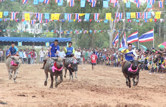 Nongprue Buffalo racing 2014