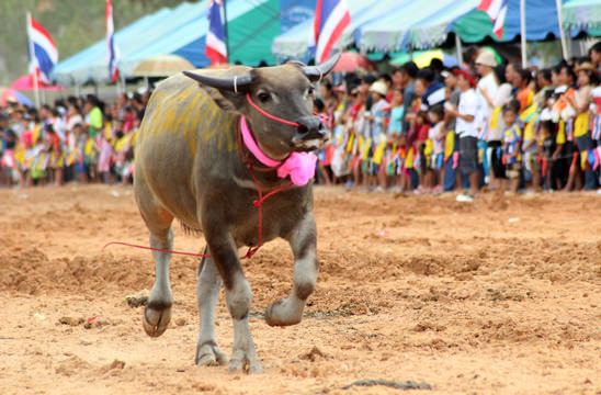 Nongprue Buffalo racing 2014