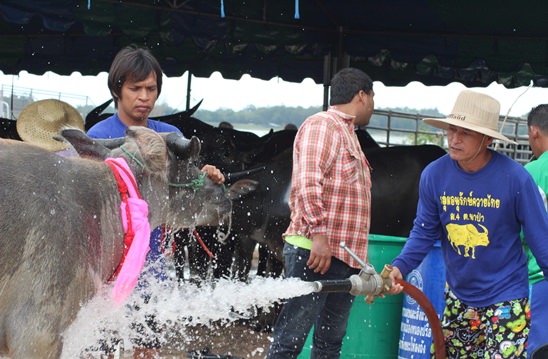 Nongprue Buffalo racing 2014