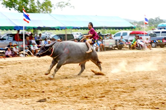 Buffalo races come to Lake Mabprachan