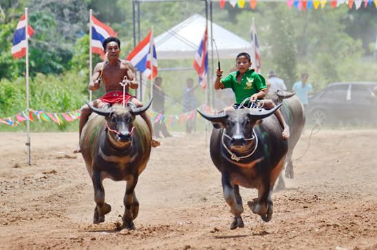 Buffalo races come to Lake Mabprachan