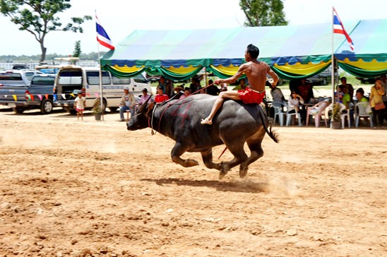 Buffalo races come to Lake Mabprachan