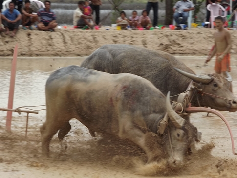 Buffalo races prove popular once again in Pattaya