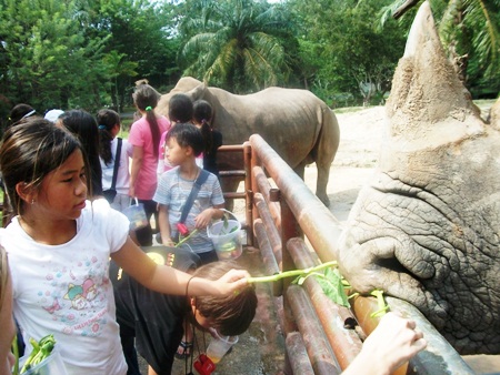 Learning about the rhinos.