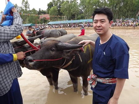 Chonburi MP Poramet Ngampichet prepares to plow the fields for the crowd’s entertainment.