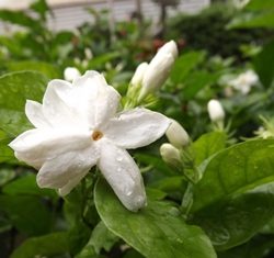 Jasmine, a symbol of Mother’s Day.