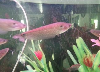 Due to the predatory snakehead (shown here), Bangphra Reservoir has seen a steady decline in the number of other fish.