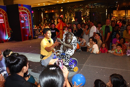 Now there’s something you don’t see every day - an orangutan riding a bicycle like this one on Children’s Day at Central Festival Pattaya Beach.