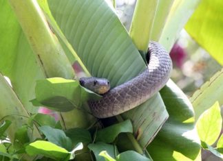 This cobra was caught after a battle with a Rottweiler in Sattahip