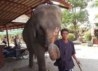 Ya Sukhree of Surin and his 16-year-old cow Birdy greet visitors at the Pattaya Elephant Village.