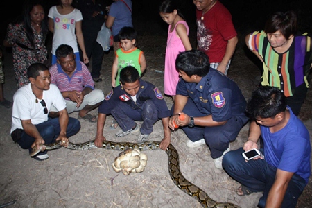 Sawang Rojthummasathan Foundation officers remove the 3-meter-long python and its eggs to relocate them far from residential areas.