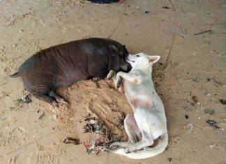 Dog and pig have become friends in Banglamung.