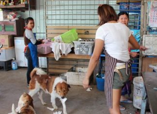 Clever Mink, center, on floor, brings back change after buying some snacks at the shop next door.