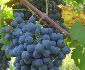 Carmenere grapes (Photo: Lebowskyclone)