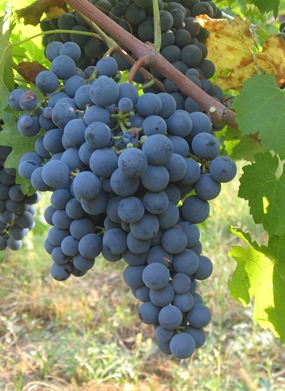 Carmenere grapes (Photo: Lebowskyclone)