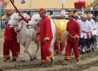 Two well cared for oxen of the same color pull an ancient plow, breaking the ground so that sacred seeds may be planted. (File photo)