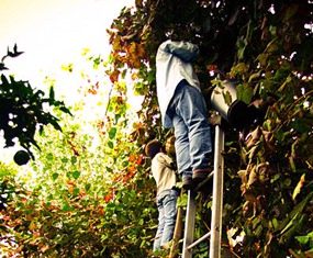 Harvesting grapes for Vinho Verde (Photo: Feliciano Guimarães)