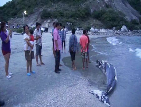 Brydes Whale Carcass Washed Up On Hua Hin Beach Pattaya Mail - 