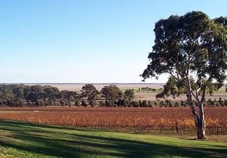 Australian vineyards (Photo: Scott Davis)