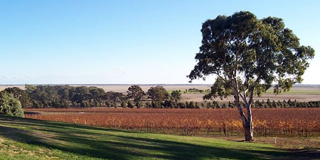 Australian vineyards (Photo: Scott Davis)