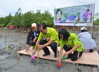 Sub-district Mayor Taweep Goraneeyakit leads government workers, students and residents of Chonburi’s Ang Sila Sub-district to plant mangrove trees in honor of HM the Queen’s 82nd birthday.