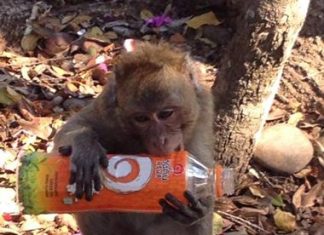 This little one hasn’t quite mastered the method for drinking out of a plastic bottle.