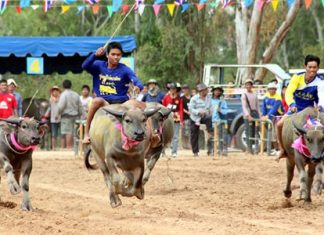 Junior riders attempt to keep their steeds on course at the annual Nongprue buffalo racing festival, held Sunday, August 17 at Lake Mabprachan on the outskirts of Pattaya.