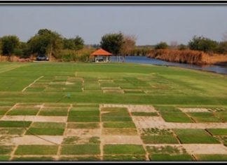 Asian Turfgrass Centre’s research facility near Bangkok - and the best type for Crystal Bay is?